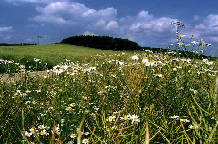 sommerliche Landschaft